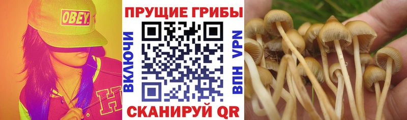 Псилоцибиновые грибы Psilocybine cubensis  Ува 